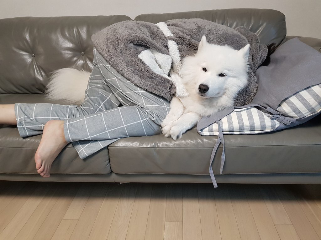 솜이가 너무좋은사람...