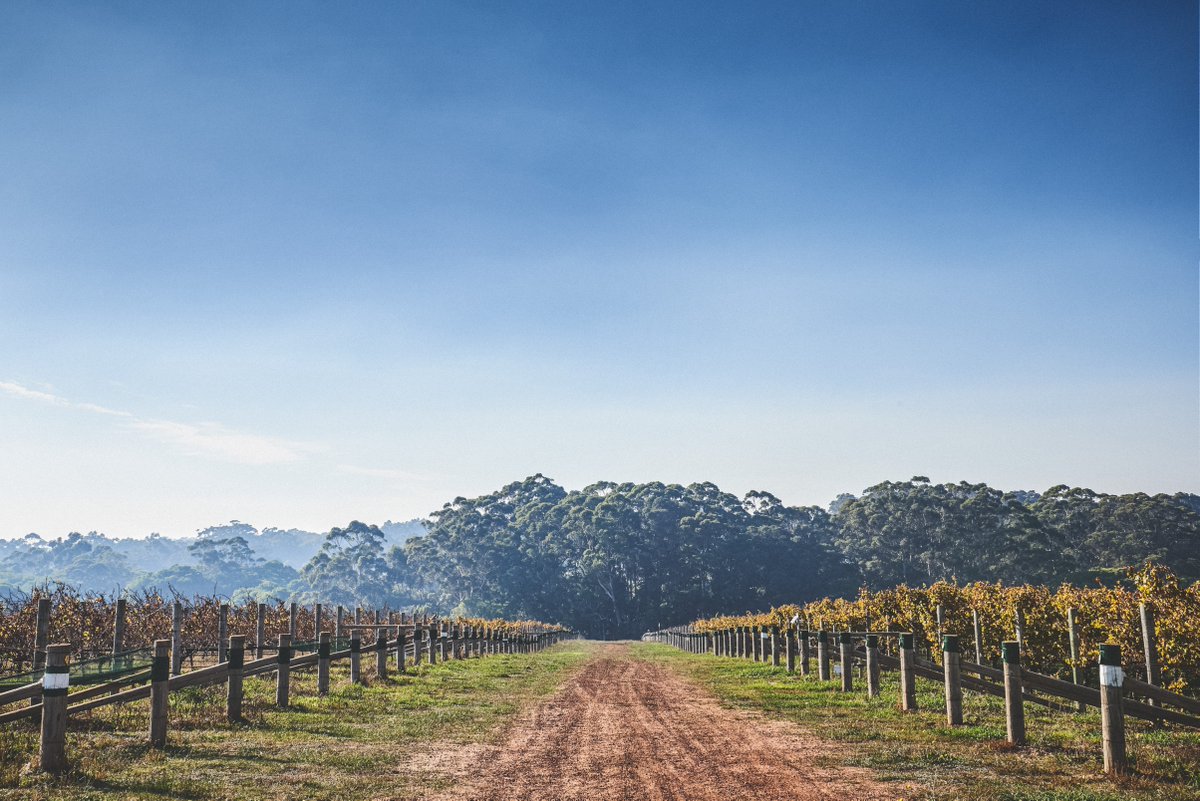 theWINEmag's tweet image. Over the course of 40 years, the combined passions of two families have resulted in @voyagerestate becoming one of #Australia’s greats. Peter Forrestal delves into its history for our current issue: bit.ly/gtwine-voyager… #wine #winery #winemakers