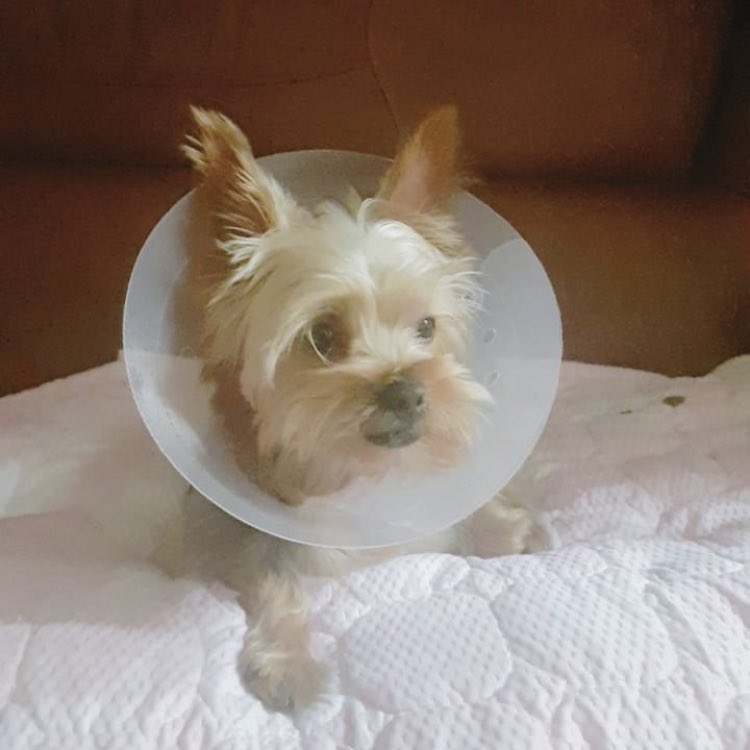 Achillo_th's tweet photo. [🐶] ซอนอุงเลี้ยงหมาพันธุ์ยอร์คเชียร์เทอร์เรีย น้องตั้งชื่อว่า “โดโด้” คาดว่าเป็นเพศเมียนะคะ #เอชิลโล #achillo #에이칠로 https://t.co/7GHw3RquB5