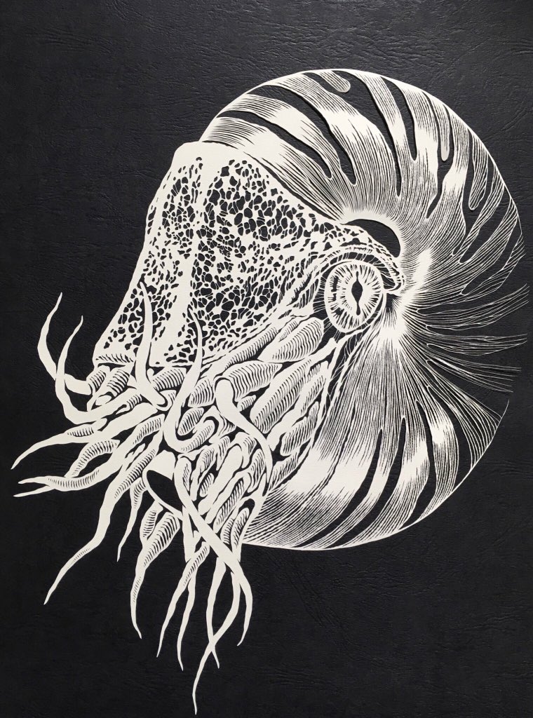 一枚切り絵 海蛸子 が繊細で躍動的でもはや生きてるように見えるレベル 他の作品も完全技揃い Togetter