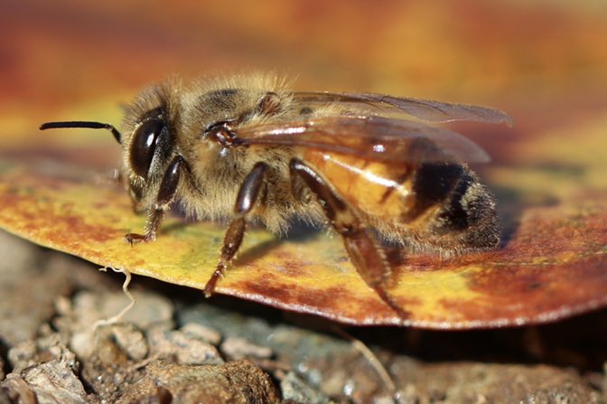 Fall is nearly over, snow is in the forecast for tomorrow. I got my last feeding in, now time to #winterize and say “see you on the flip side to the ladies!” #beekeeperslife #beekeeping #fall2018 #stewardship