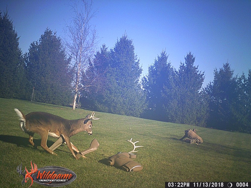 tmparizek's tweet photo. Evidently this guy thought he was a badass and too offense to my backyard bucks!   #bbd #targetpanic #littlemandisease https://t.co/vPnmCi6Jk3