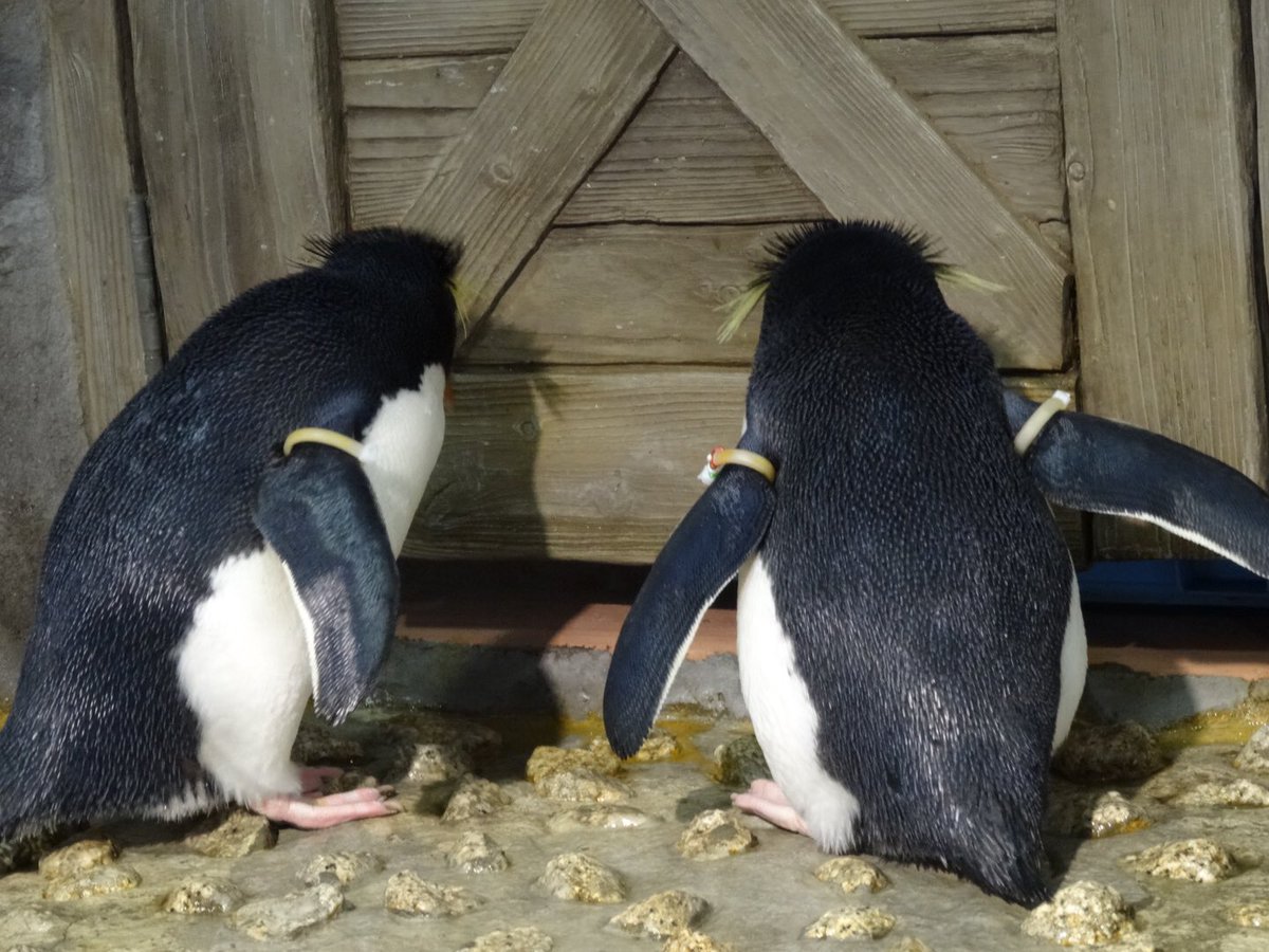 Tam なんか厳つい海遊館のペンギンたち 笑 海遊館 ペンギン 過去pic コワモテ 怖かわいい 笑 ペンギンの魅力を伝えたい 水族館好きな人と繋がりたい ペンギン好きな人と繋がりたい Tam なんか厳つい海遊館のペンギンたち 笑 海遊館 ペンギン 過去pic コワモテ 怖かわいい 笑 ペンギンの魅力を伝えたい 水族館好きな人と繋がりたい ペンギン好きな人と繋がりたい