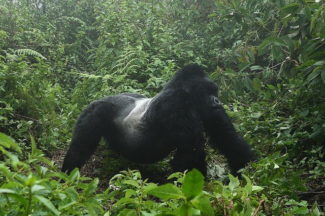 Visit Rwanda tweet media