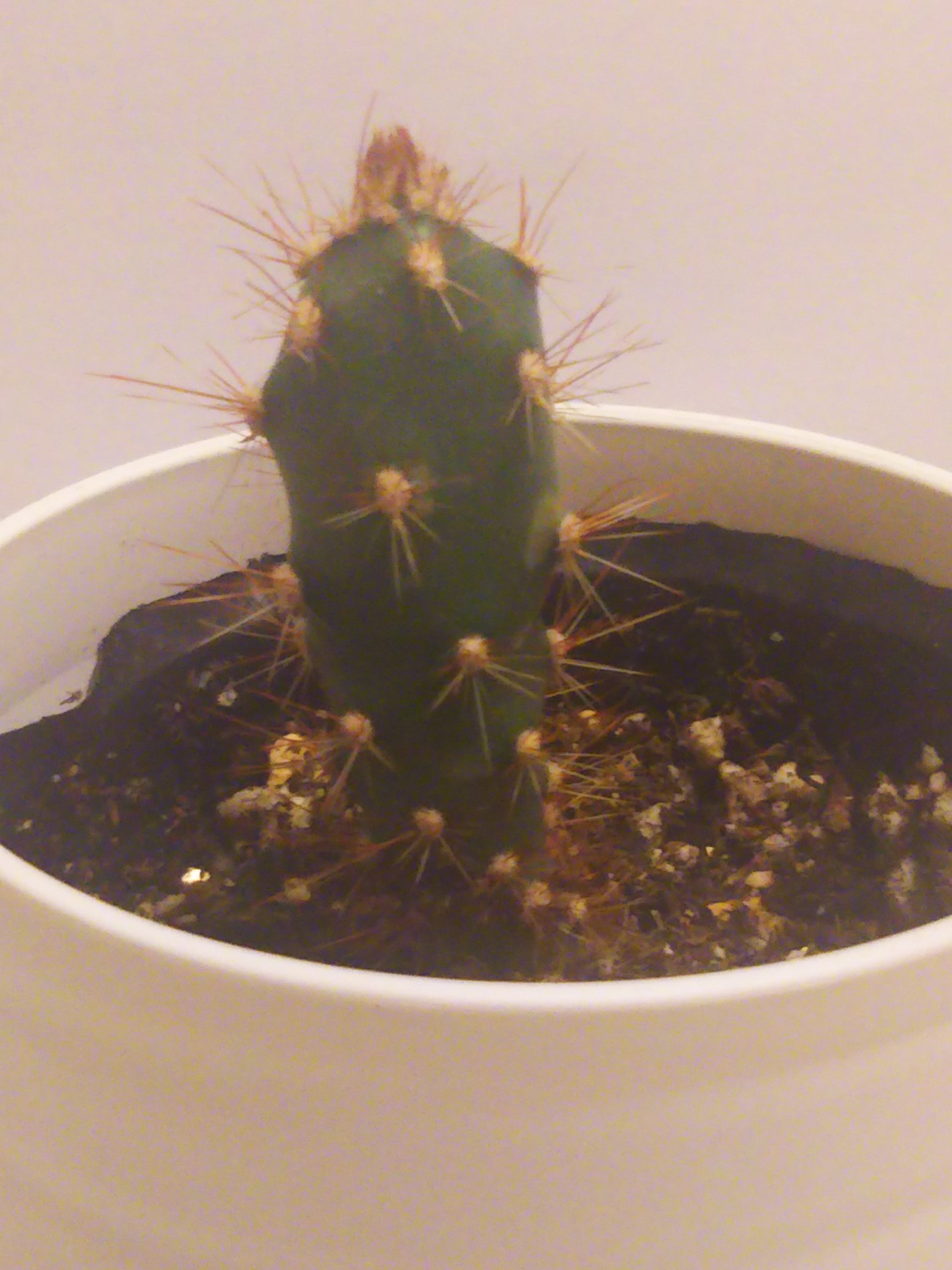 草庵 V Twitter ダイソー産 サボテン 円柱形の白鉢 ラベルが茶鉢とは違って 多肉植物 サボテン の表記 日本製made In Japan 今までと 同じ生産者さん 白い粒やバーミキュライトの破片のようなものが目立ち今までとは違う組成のような 内側の黒ポットと白鉢の穴の