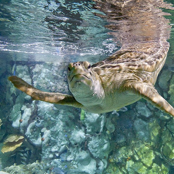 Go out and learn something today. These five exhibits are hidden gems in popular Chicago museums: bit.ly/2B5wN0p