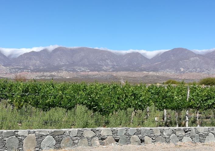 si andan por Cafayate, ahí cerquita esta Tolombón! no dejen de ir a conocer Estancia Los Cardones que es un lugar hermoso y esta preparado para recibir turismo. #MrWinesTour 2018