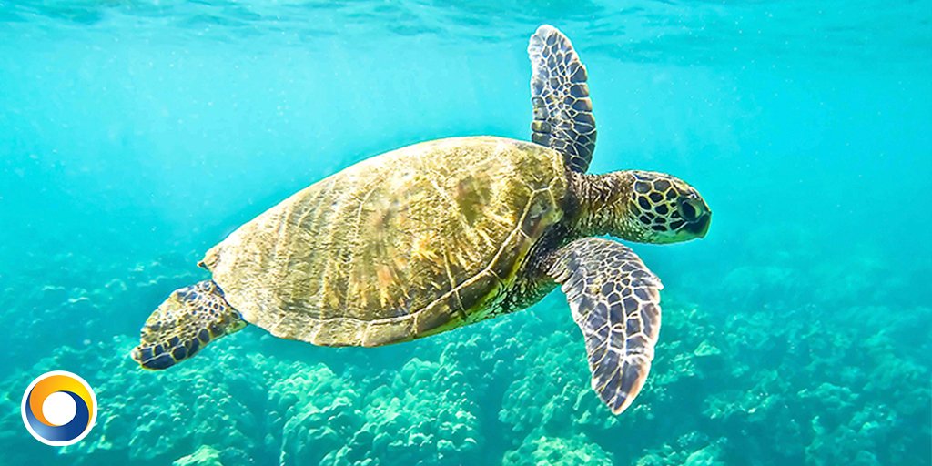 CyprusPremier's tweet photo. #WednesdayWisdom The Loggerhead turtles live on a diet of jellyfish, molluscs, squid and flying fish and strangely, they appear to be immune to the toxins of the Portuguese Man oβ War #Northcyprus #cypruspremier https://t.co/sz6SKem5wf