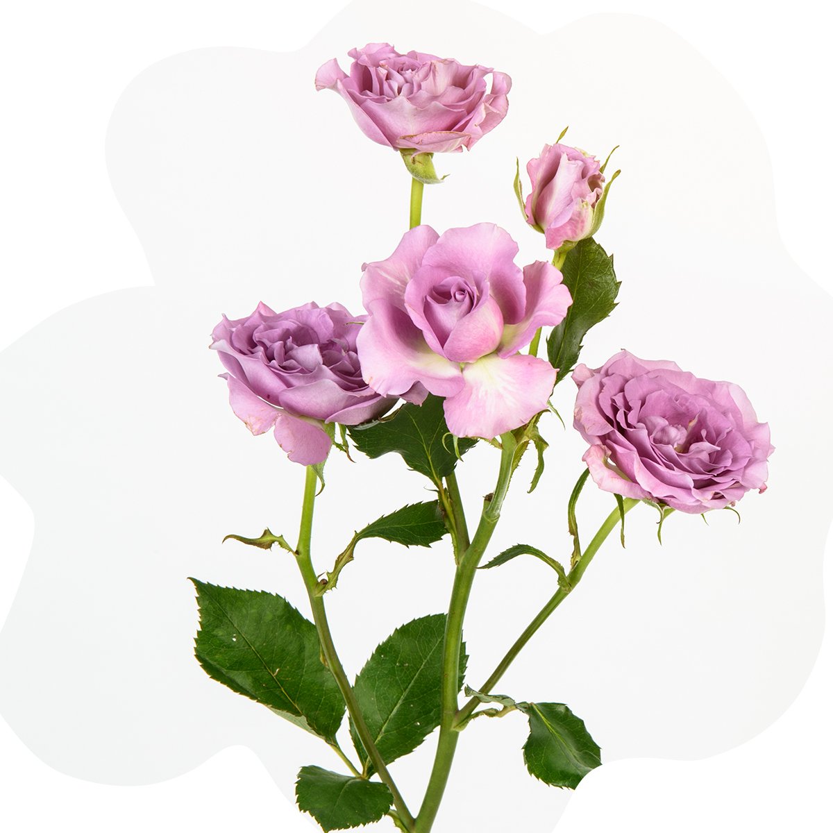 FlowersofCol's tweet photo. Our flowers travel all over the world, they deserve a comfy journey! With cool temperatures throughout their whole travel we keep them looking fresh just for you (and jet lag is never an issue).  #DiversityThatInspires https://t.co/5LUyErwkfW