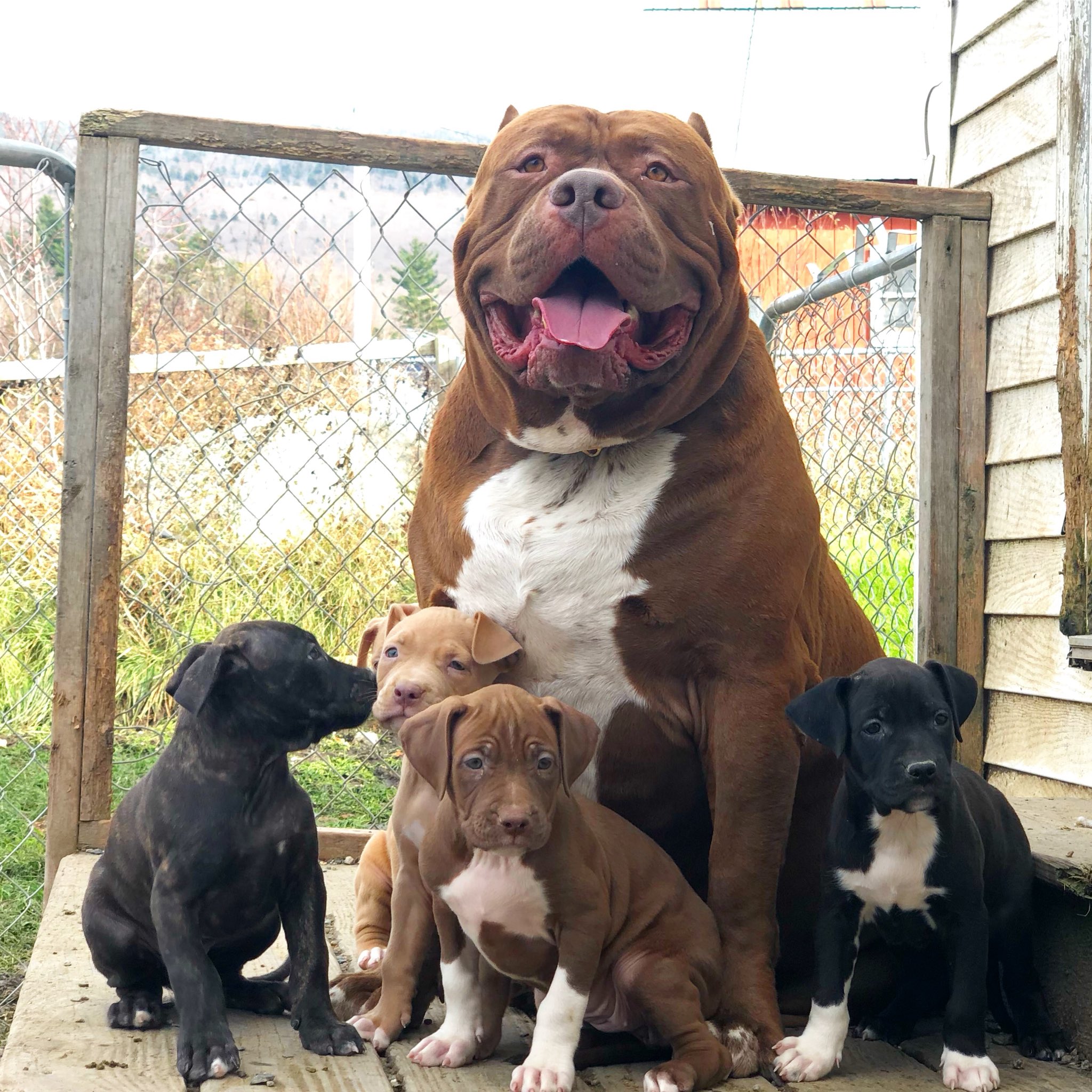 Darkdynastyk9s puppies for sale 2025