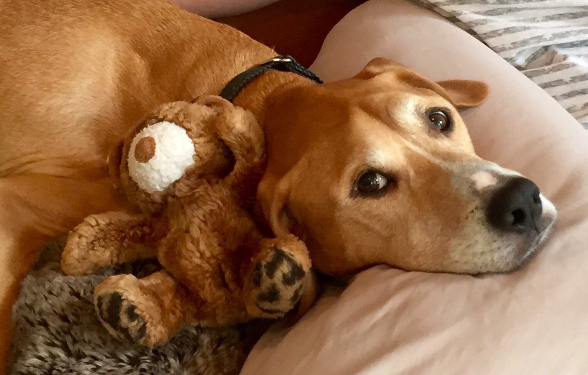 Daniel_Ceresia's tweet photo. Baxter Through the Years Saturday Nov 14th 2015: The Final Day!
A few days prior we scheduled a vet to come to the house and take Baxter out of the pain of lung cancer. Our little guy rested until the vet’s arrival then got excited to meet this new person in his house. (1 of 2) https://t.co/btywV55SIg