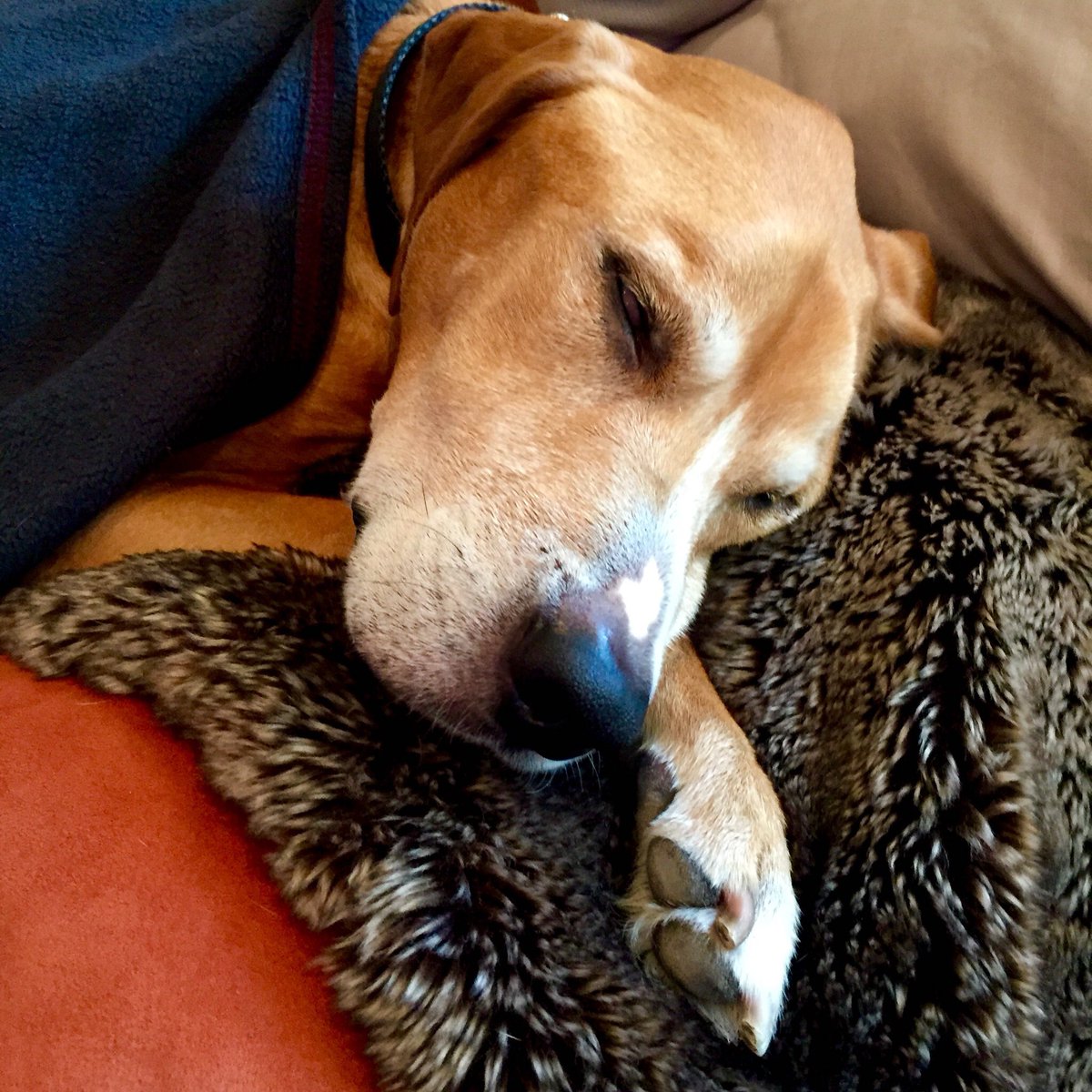 Daniel_Ceresia's tweet photo. Baxter Through the Years Saturday Nov 14th 2015: The Final Day!
A few days prior we scheduled a vet to come to the house and take Baxter out of the pain of lung cancer. Our little guy rested until the vet’s arrival then got excited to meet this new person in his house. (1 of 2) https://t.co/btywV55SIg