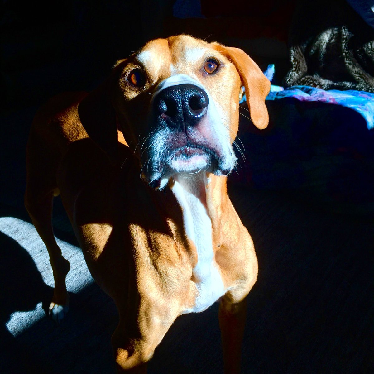 Daniel_Ceresia's tweet photo. Baxter Through the Years Saturday Nov 14th 2015: The Final Day! Before he left us he was able to play with his favorite toy aka Blue and get the chunk of steak from inside it. He was the greatest pup and my best friend. He taught me so much and I will always love and miss him! https://t.co/bhg0Fr26em
