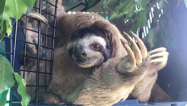 slothinstitute's tweet photo. Did you catch handsome Merlin in our last #SlothDiaries post? Head over to see him sunbathing after two days of rain! #sloths #sunbathing https://t.co/ozrvxAeLlC https://t.co/Wnxcka0HoO