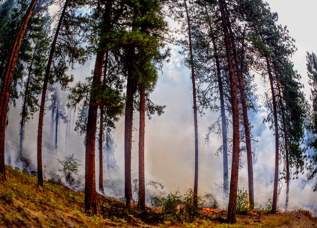 TroutUnlimited's tweet image. Fixing our forests for our communities — and for trout — can't be done with a Tweet. Politicization of a complex ecological challenge just makes a bad situation worse. The real answers lie in a commitment to people and place. bit.ly/2RU8yrs @realDonaldTrump @cwoodtrout