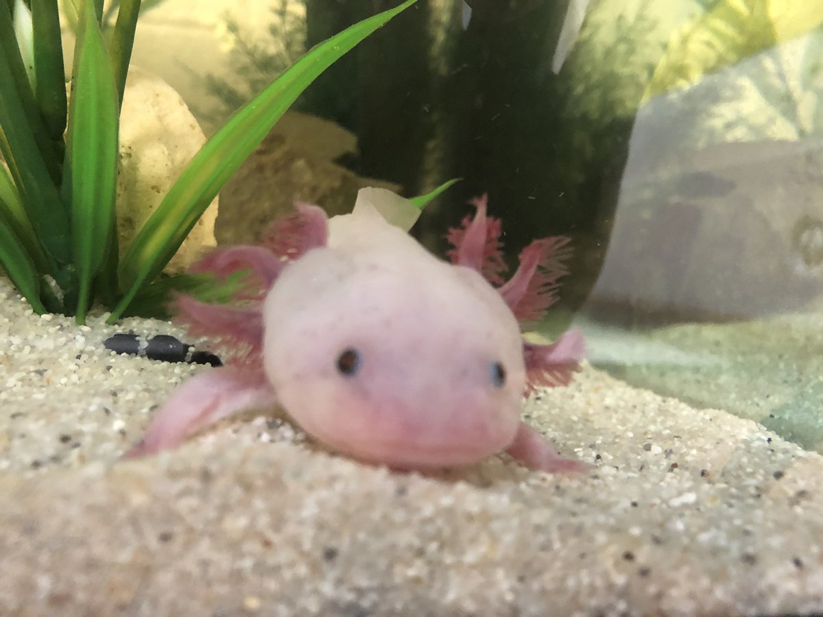 CarrHillScience's tweet photo. SC6 has got a new resident!!!!! https://t.co/ylO7N6FWPh