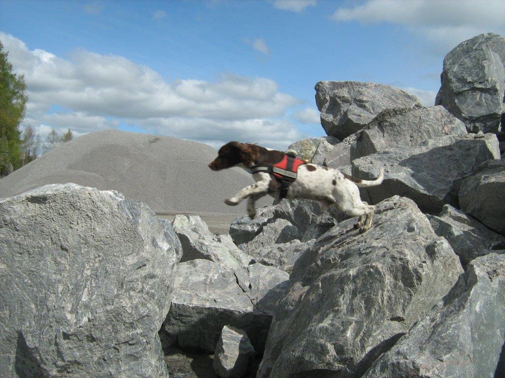 SFRSdog's tweet photo. Is it a bird? Is it a plane? Nooo its me Diesel! ๐ถ
#MidJump #Training #WorkingDogs https://t.co/uRiEmSY0d5