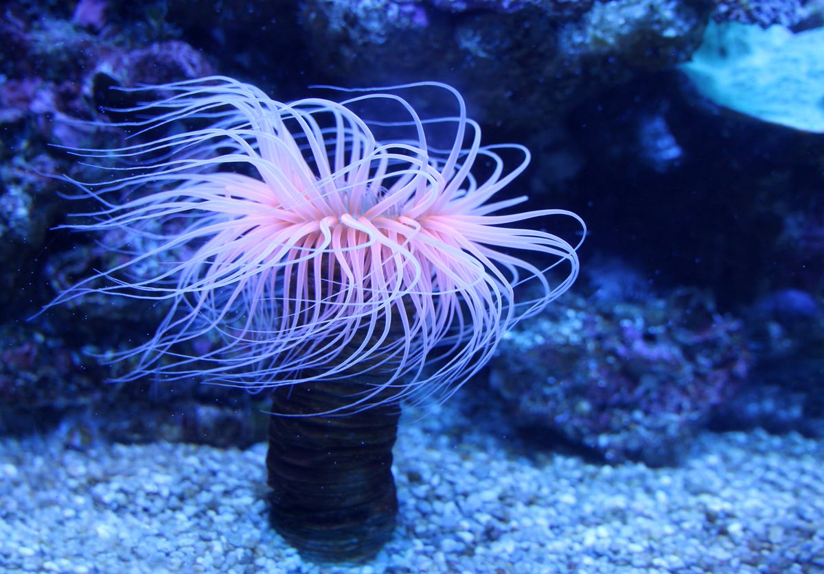 OtletResearch's tweet image. Do you work with venom from sea anemones or other marine species? Scientists on Otlet are requesting samples from venomous marine organisms! RT to spread the word. 

#SamplesForScience #WednesdayWisdom