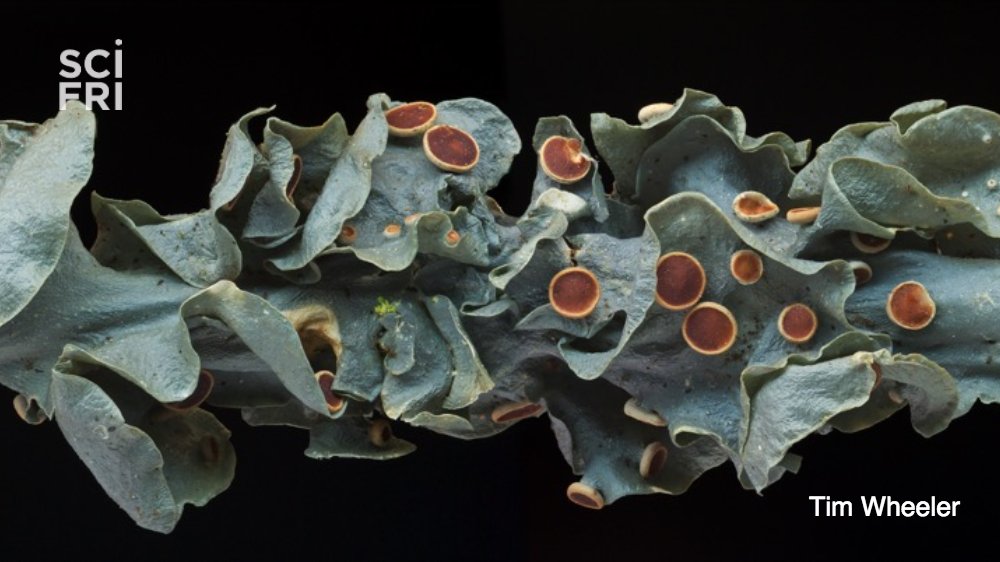 scifri's tweet photo. “If you can just draw a crazy shape in your head, in your mind, that probably exists in the lichen world,” says @timothybwheeler. https://t.co/8l2JkZ1iGO https://t.co/fcr3mxQS3P