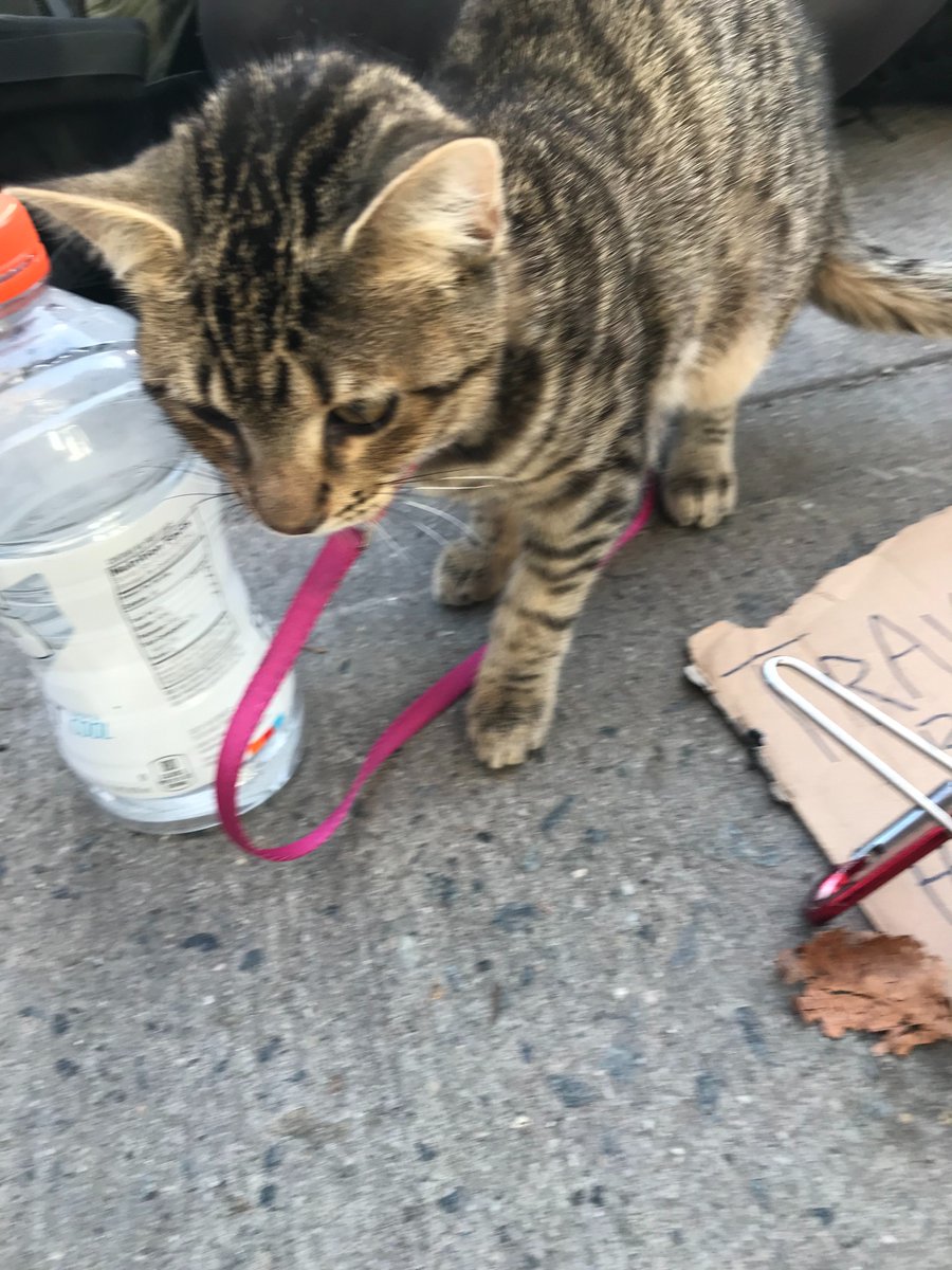 ellojazzy's tweet photo. Cat in the morning. What a sweetheart! https://t.co/Zpj0VYOnNl