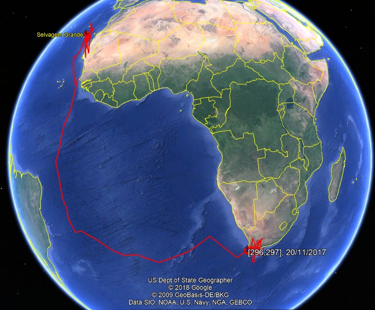 Around this day Cory's #Shearwaters from #SelvagemGrande begin to reach their most popular wintering site - the #BenguelaCurrent. 
Here's last year’s #migration of an adult male, ringed as a chick in 2008, after his first breeding attempt. Where's he gone this year?
#seabirds