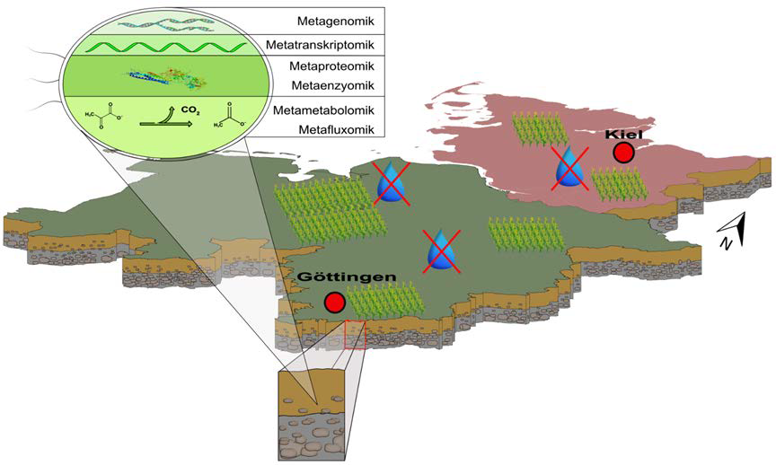 Finalistenprojekt für den Norddeutschen
Wissenschaftspreis 2018!
Multi-Meta-Omik: Neue Technologien für neue
Herausforderungen der norddeutschen Landwirtschaft im Klimawandel
Ein Projekt von <a href="/kieluni/">Universität Kiel CAU 🎓</a> und <a href="/uniGoettingen/">Uni Göttingen</a>