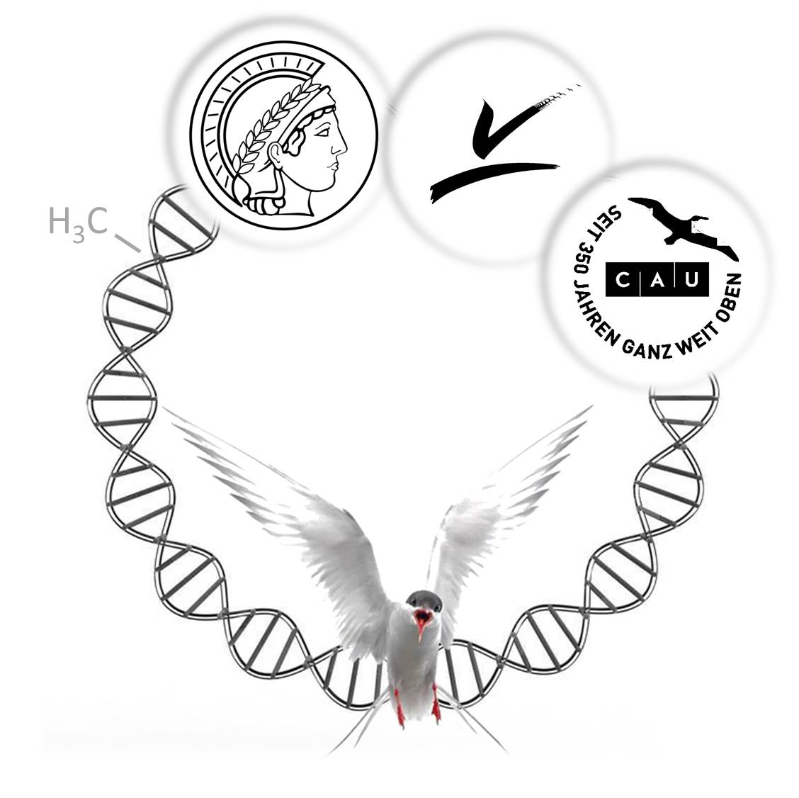 Finalistenprojekt für den Norddeutschen
Wissenschaftspreis 2018!
Die (Epi)genetische Architektur des Alterns – eine
Mehrgenerationenstudie an Flussseeschwalben
Ein Projekt von <a href="/kieluni/">Universität Kiel CAU 🎓</a>, MPI für Evolutionsbiologie Plön
und dem Institut für Vogelforschung