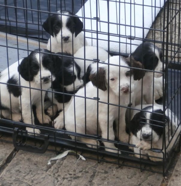 Tweet_Bus Ticket tweet media