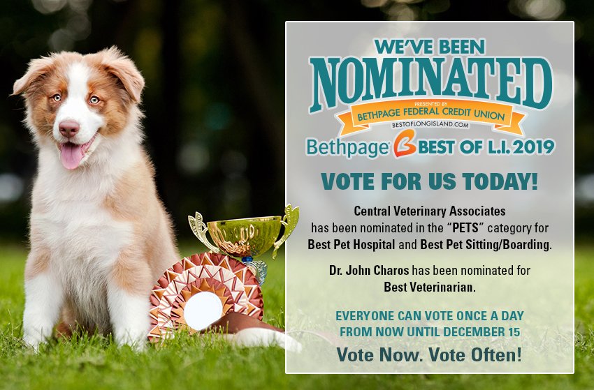 Remember, you can vote once per day for The Best of Long Island awards. Central Vets has been nominated for Best Pet Hospital and Best Pet Sitting/Boarding. Our very own Dr. Charos has also been nominated for Best Veterinarian. Vote here: ow.ly/95iN30mxi1Z