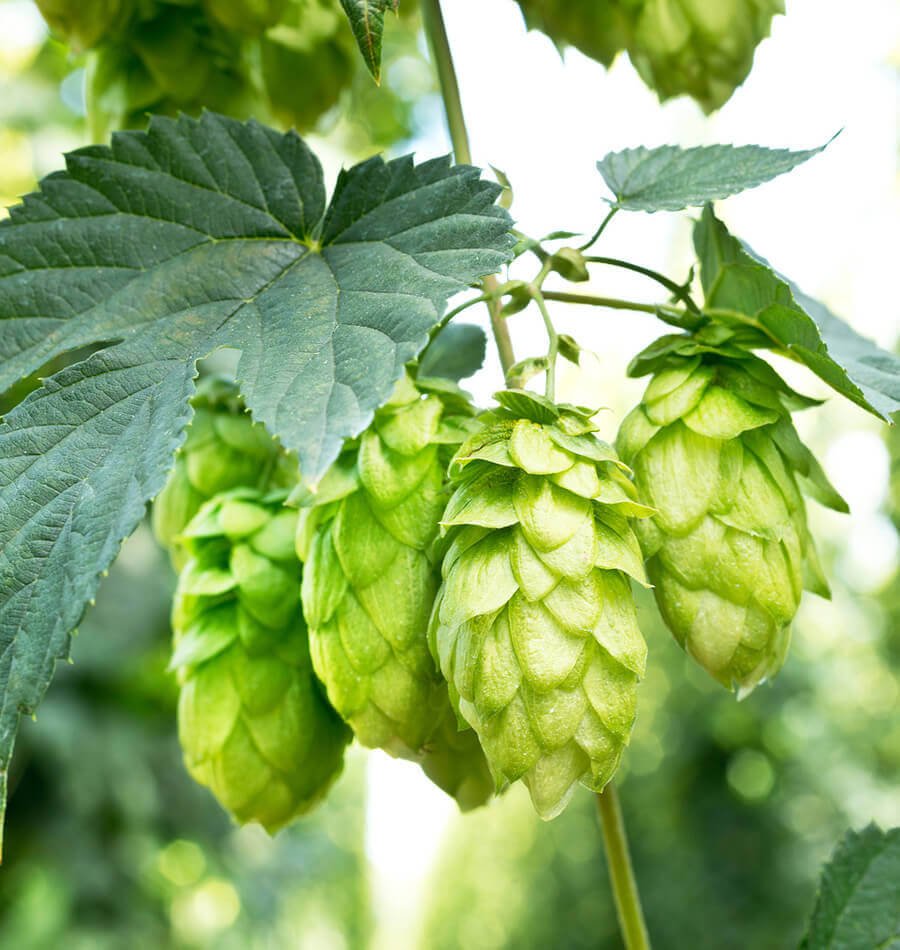 Did you know that Hops plant extract, which is used as an ingredient for PainX capsules , subdues pain with its natural alpha acids! #health #healthy #painrelieft #plants #plantextract #lifestyle #fitness ow.ly/xbyj30mApsW