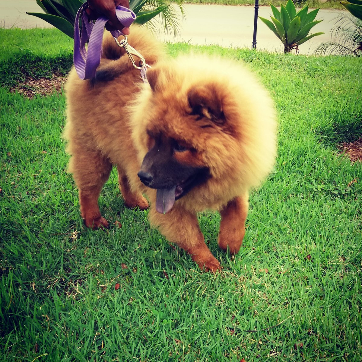 Passeando com dog#chowchow#duk