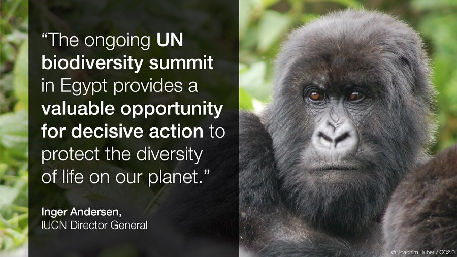 ゴリラは全部で4種類 ニシローランドゴリラとマウンテンゴリラの違い Zoo Zoo Diary