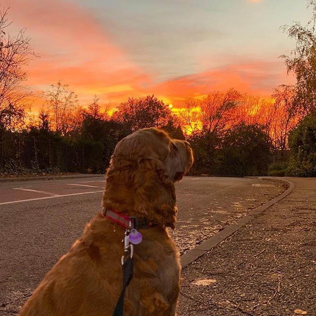 Red sky at night....🌅
➖🐶➖
#cockerspaniel #cockerspanielpuppy #cockerspanielworld 🌍 #dogsoftwitter #dogcelebration #dogtweets #cockerspanielsofinstagram #cockerspanielsofinsta #dogs #dog #puppy #puppylove #puppiesofinstagram #puppy ❤️ #puppiesofin… ift.tt/2QIasvp