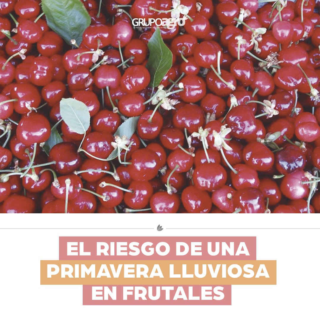 codigoc1's tweet image. EL RIESGO DE UNA PRIMAVERA LLUVIOSA EN FRUTALES

Richard Bastías Dr. en Fruticultura, especialista en cerezos de la Universidad de Concepción, estima que en este frutal se pueden prever bajas de producción de 30 a 40%. revistagrupoagro.cl/el-riesgo-de-u…

#RevistaGrupoAgro #Frutales