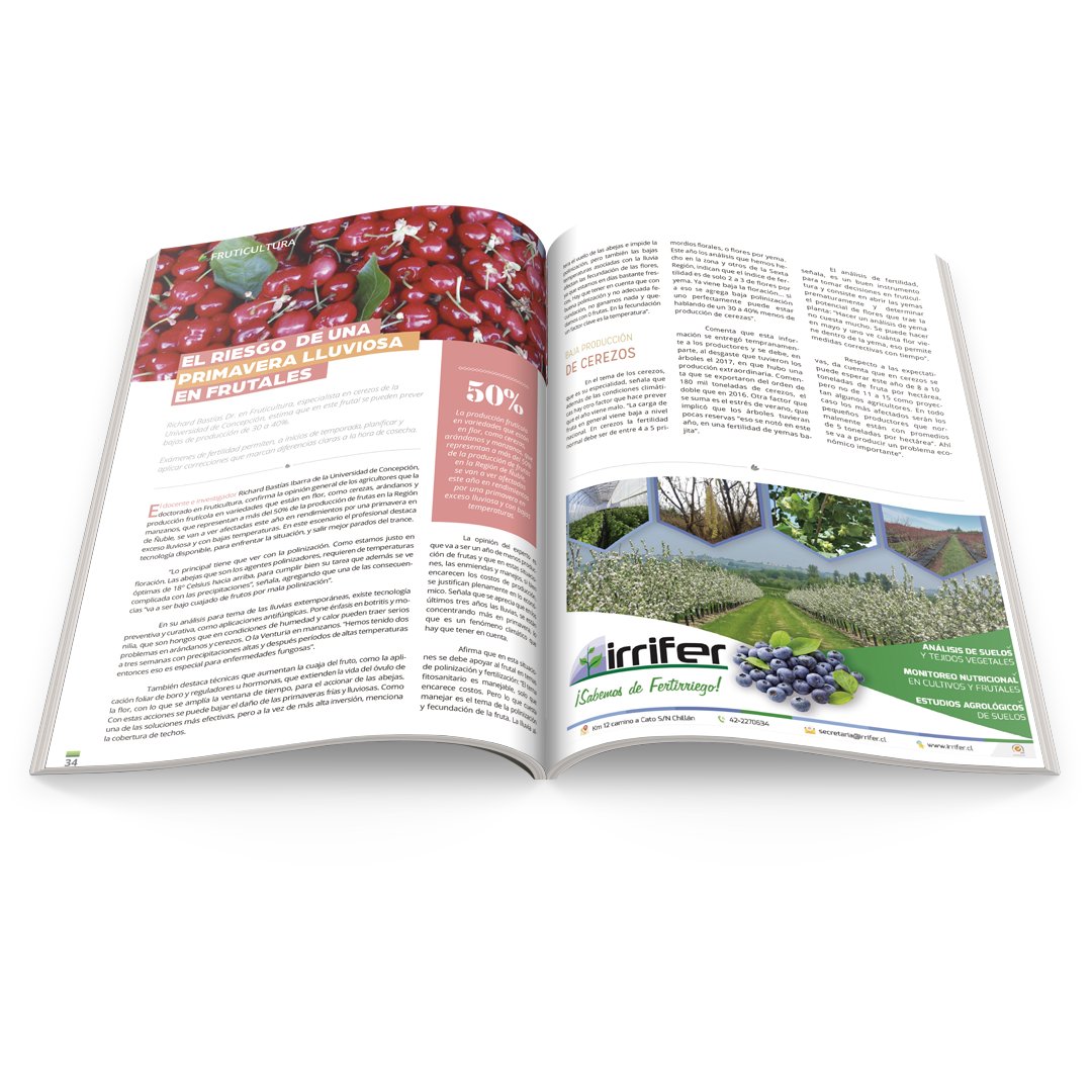 codigoc1's tweet image. EL RIESGO DE UNA PRIMAVERA LLUVIOSA EN FRUTALES

Richard Bastías Dr. en Fruticultura, especialista en cerezos de la Universidad de Concepción, estima que en este frutal se pueden prever bajas de producción de 30 a 40%. revistagrupoagro.cl/el-riesgo-de-u…

#RevistaGrupoAgro #Frutales