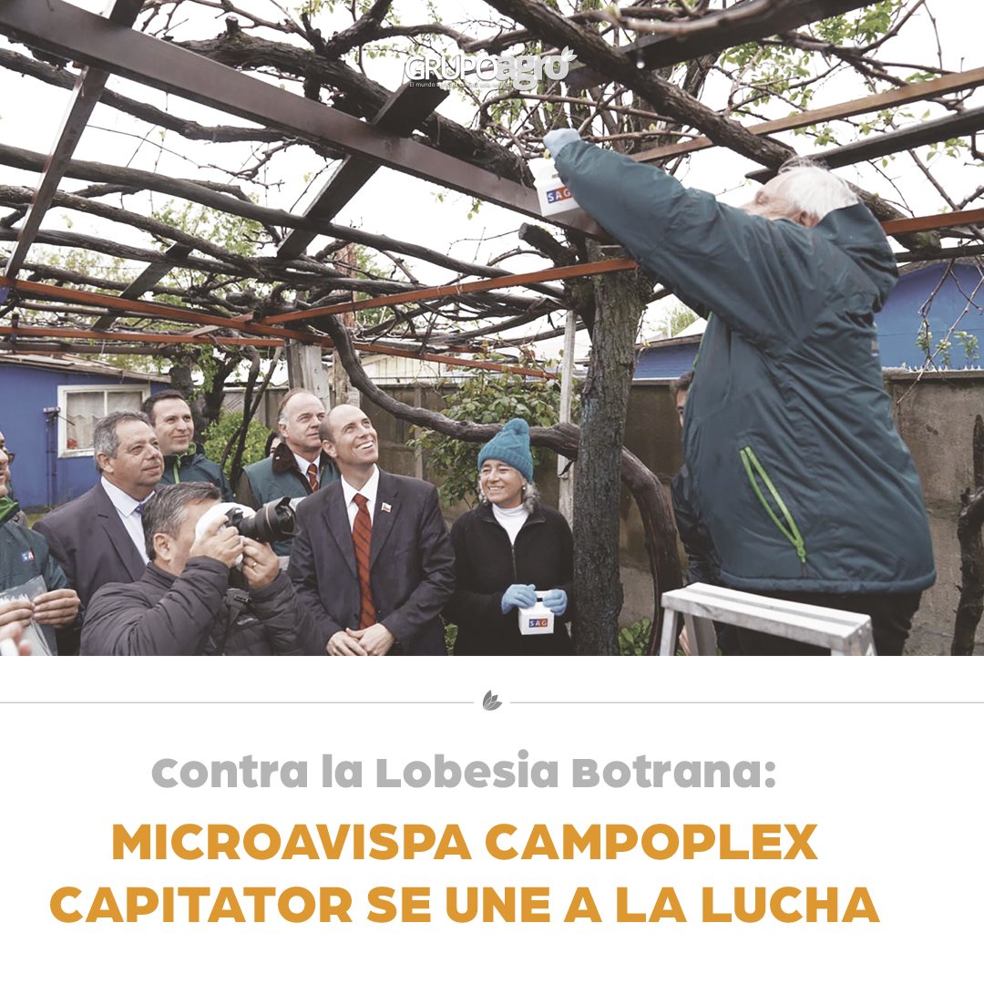 codigoc1's tweet image. CONTRA LA LOBESIA BOTRANA: MICROAVISPA CAMPOPLEX CAPITATOR SE UNE A LA LUCHA

Revisa el reportaje completo aquí:
revistagrupoagro.cl/contra-la-lobe…

#RevistaGrupoAgro #LobesiaBotrana
