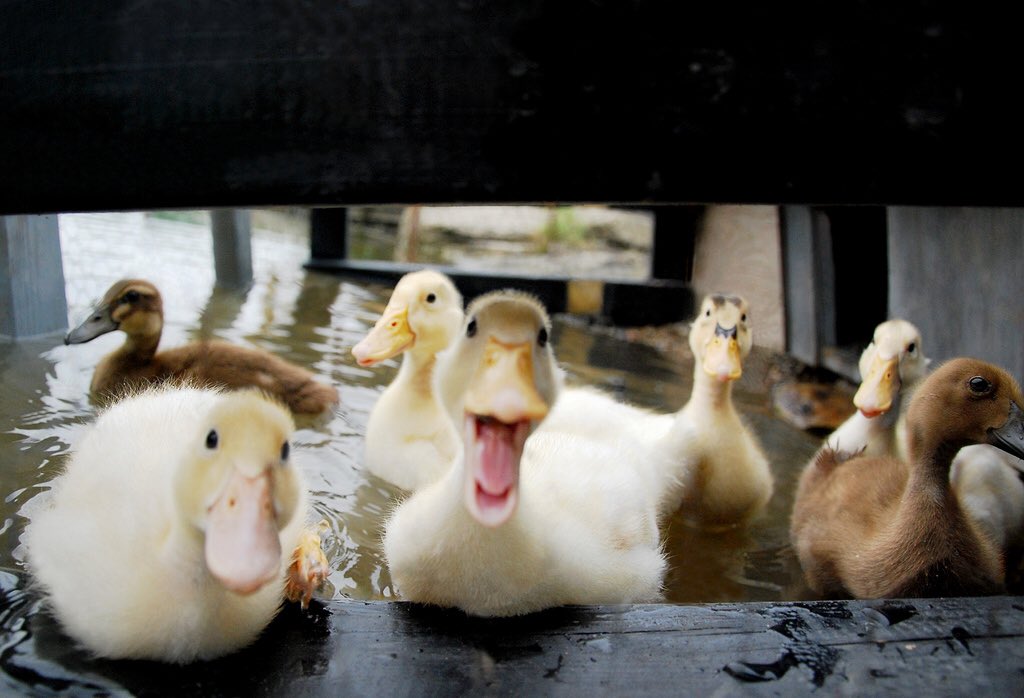 ducksoftheday's tweet photo. Meet me at the pond at 3 https://t.co/gqB9owktTt
