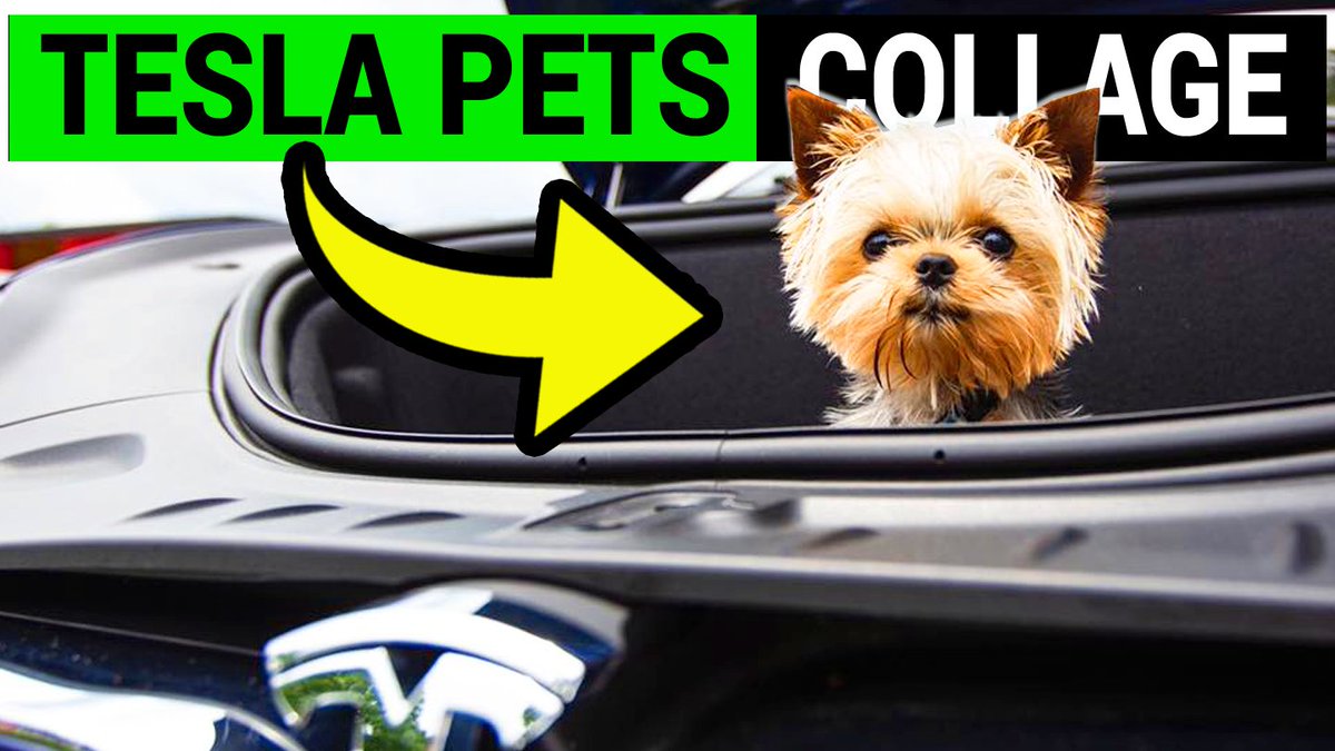 EforElectric's tweet photo. Pets in their owners' Teslas in today's video collage:
https://t.co/SIeW9jLVDb
#pets #dogs #teslapets #video #youtube #electriccars #evs #toocute #cutedogs #tesla https://t.co/a977Mv4DOi