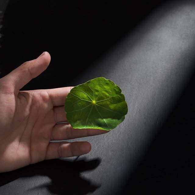 RestauranteKWA's tweet photo. Nastuerzo o Capuchina .... un poco picante y con un perfil de sabor similar al de la mostaza. 🍃 https://t.co/E0G5jOINGF