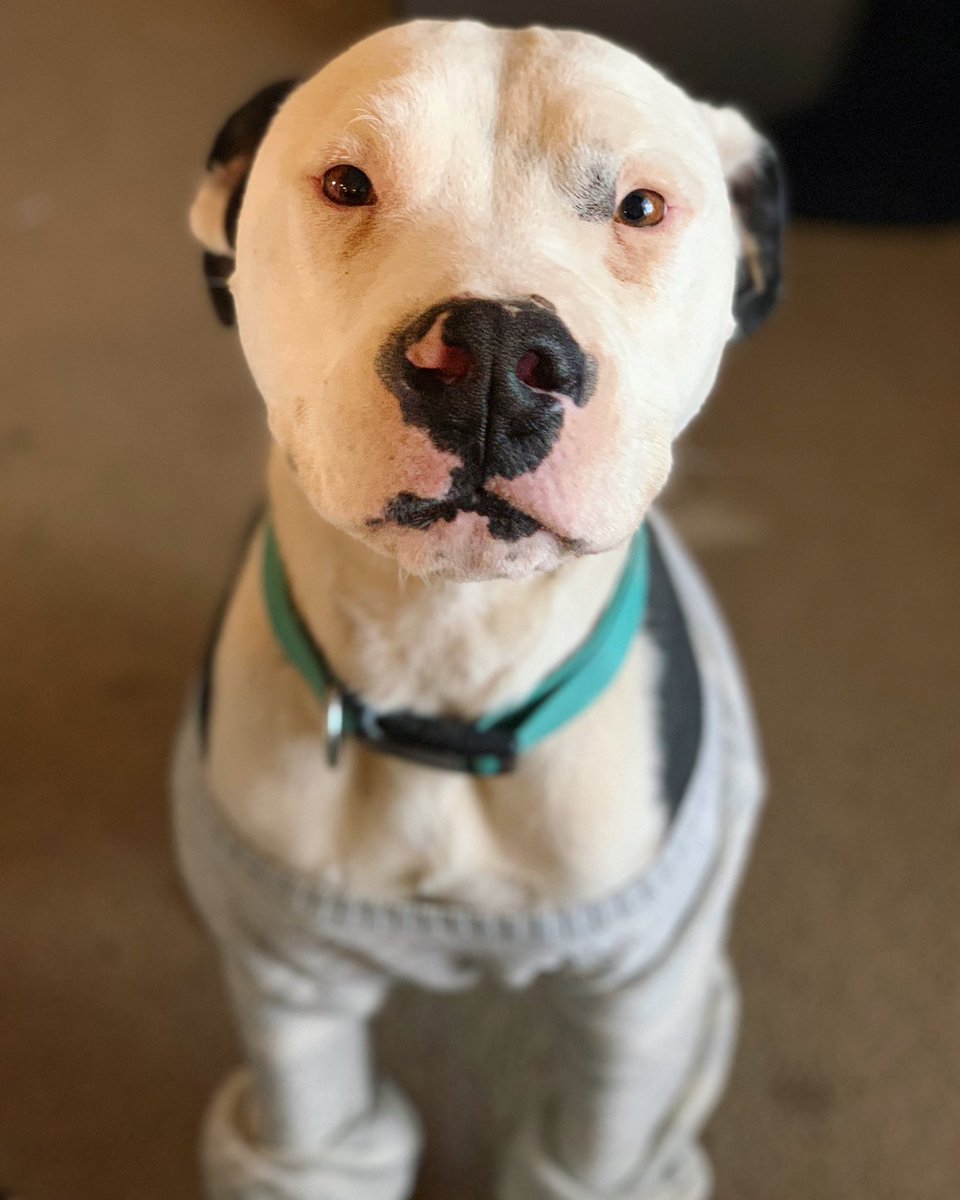 Gfuel Imelissa On Twitter Gunner Looking So Sweet In His