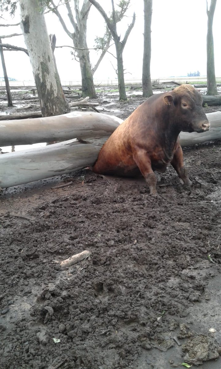 Postales de Los Toldos