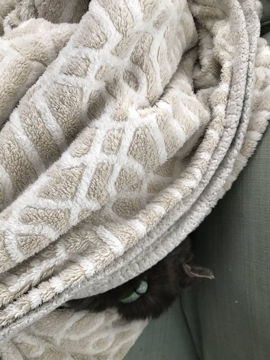 joyfc's tweet image. Poor sick Theo! #BadAss #CatCold