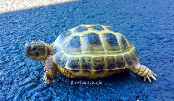 Turtles! (@turtlecentral) on Twitter photo 