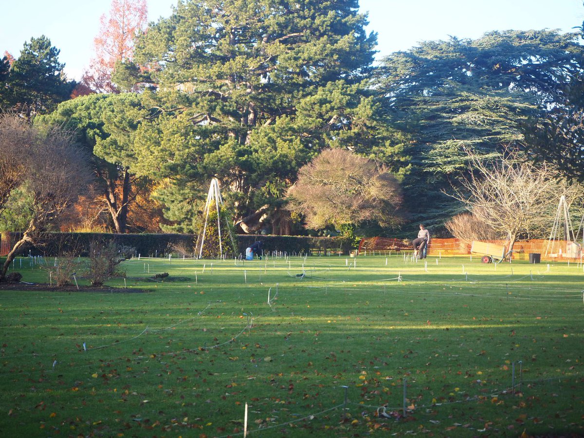 CUBotanicGarden's tweet photo. It’s been a mapping & marking kind of Monday here on the Garden’s Systematic Beds section as they prepare to lift the turf on the soon-to-be new beds in the Corolliflorae section.
#dottodot #gardening #systematicbeds #risingpath #cambridge https://t.co/9Yi6GkhVj1