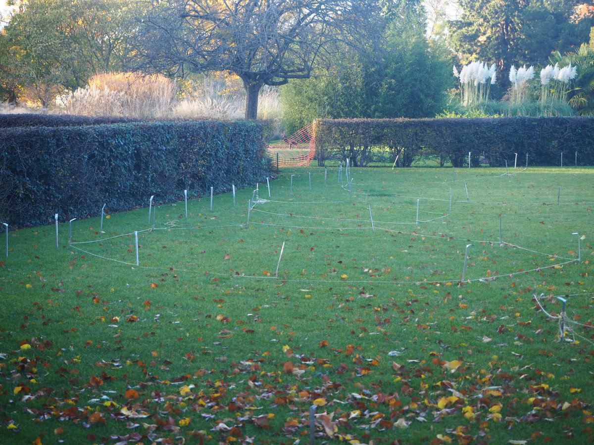 CUBotanicGarden's tweet photo. It’s been a mapping & marking kind of Monday here on the Garden’s Systematic Beds section as they prepare to lift the turf on the soon-to-be new beds in the Corolliflorae section.
#dottodot #gardening #systematicbeds #risingpath #cambridge https://t.co/9Yi6GkhVj1