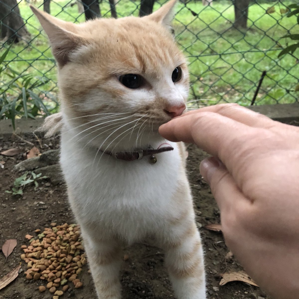 Ayako Na Twitteru 迷い猫 11 10から寒川町倉見の倉見緑道で迷い猫を見かけるようになりました えんじ色の首輪をしている ミルクティー色の人懐っこい猫です しっぽは少し短めです 迷い猫 寒川 海老名 茶トラ ミルクティー色 Ayako Na Twitteru 迷い猫 11 10から寒川町倉見の倉見緑道で迷い猫を見かけるようになりました えんじ色の首輪をしている ミルクティー色の人懐っこい猫です しっぽは少し短めです 迷い猫 寒川 海老名 茶トラ ミルクティー色