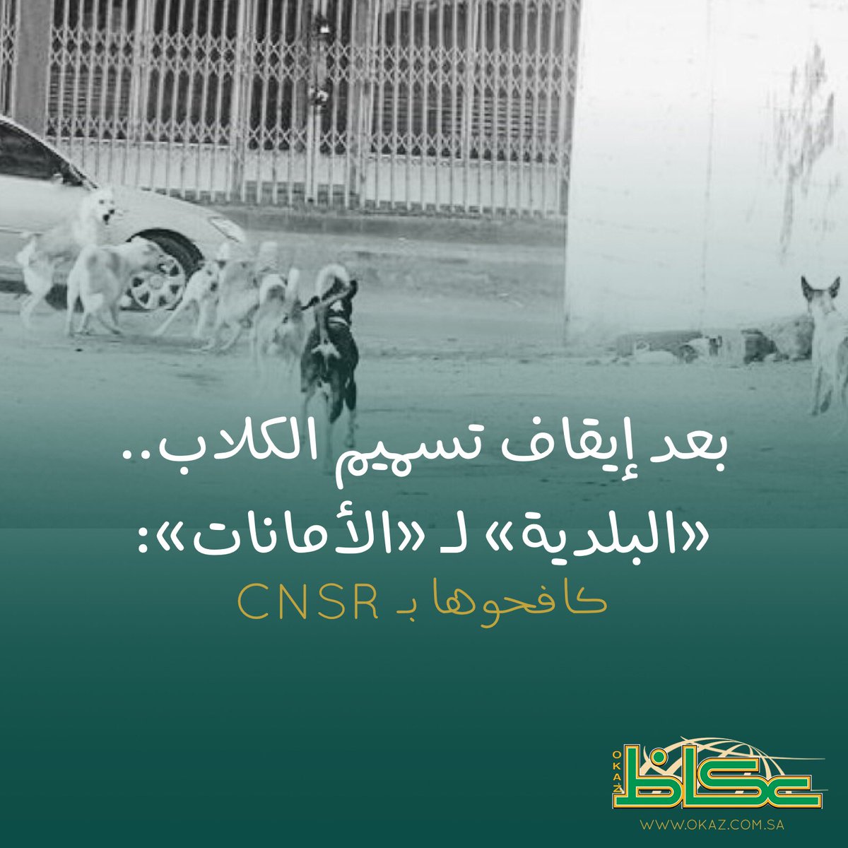 هل أنت مع إخضاع الكلاب الضالة للـ CNSR ؟
bit.ly/2RMJdzH