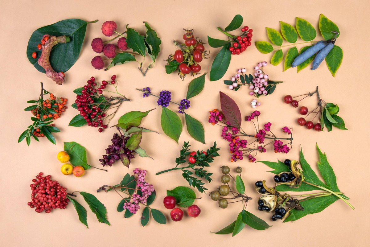 The_RHS's tweet image. Many garden shrubs and small trees provide dazzling autumn ornamental fruit. Not only do they rival summer displays for impact, they also provide winter food sources for birds and other wildlife. 🍒

Learn about grafting ornamental plants and fruit trees:
rhs.org.uk/advice/profile…