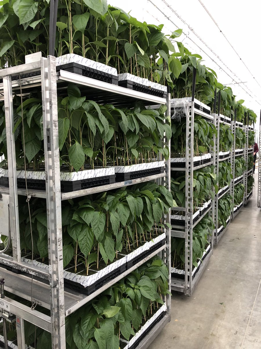 Vandaag de eerste planten voor het nieuwe seizoen geplant. Februari verwachten we de eerste oranje paprika’s te oogsten.