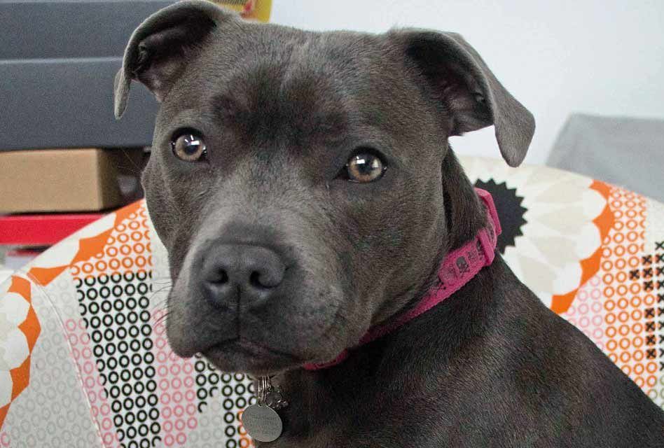 ImagesMagUK's tweet image. Meet our latest Print Shop Pooch Stella, from Parallel Prints in Glasgow, here at: imagesmag.uk/2QD6NPi @ParallelPrints1 #parallelprints #screenprinting